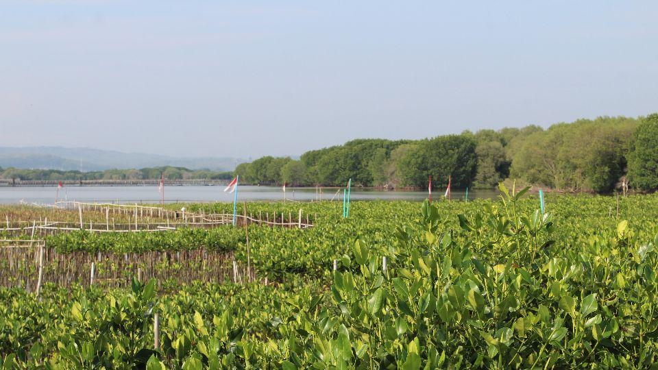 Hutan mangrove terbentang di pesisir Kecamatan Tugu, Kota Semarang. (istimewa)