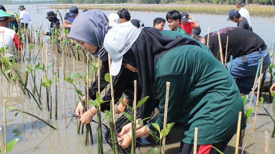 Generasi muda sedang menanam mangrove dalam kegiatan yang diinisiasi Koalisi Indonesia Hijau Indonesia (Kophi) Jawa Tengah. (istimewa)
